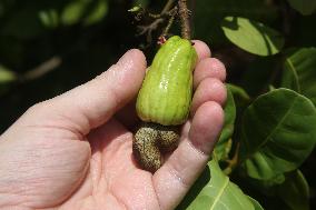 Cashew Cultivation In India