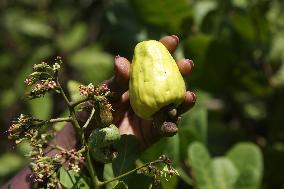 Cashew Cultivation In India