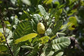 Cashew Cultivation In India