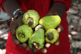 Cashew Cultivation In India