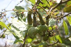 Cashew Cultivation In India