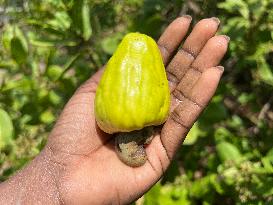 Cashew Cultivation In India