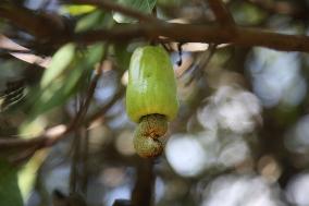 Cashew Cultivation In India