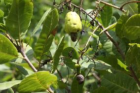 Cashew Cultivation In India