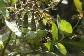 Cashew Cultivation In India