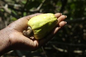 Cashew Cultivation In India