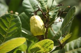 Cashew Cultivation In India