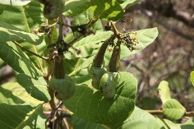 Cashew Cultivation In India