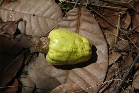 Cashew Cultivation In India