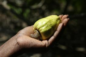 Cashew Cultivation In India