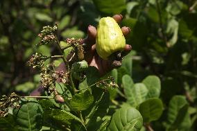 Cashew Cultivation In India