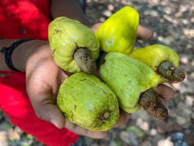 Cashew Cultivation In India