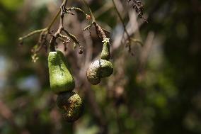 Cashew Cultivation In India