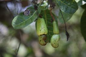 Cashew Cultivation In India