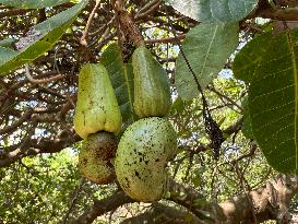 Cashew Cultivation In India