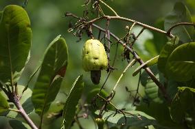 Cashew Cultivation In India