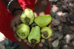 Cashew Cultivation In India