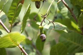 Cashew Cultivation In India