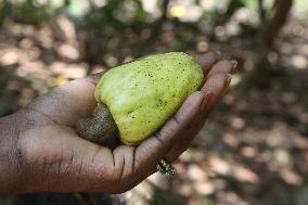 Cashew Cultivation In India