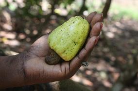 Cashew Cultivation In India