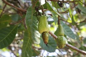 Cashew Cultivation In India