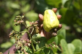 Cashew Cultivation In India