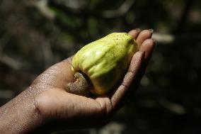 Cashew Cultivation In India