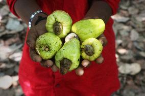 Cashew Cultivation In India