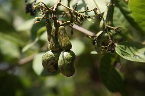 Cashew Cultivation In India