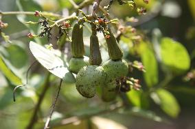 Cashew Cultivation In India