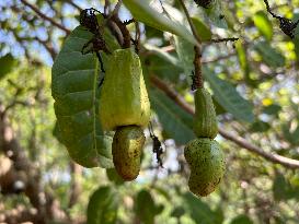 Cashew Cultivation In India