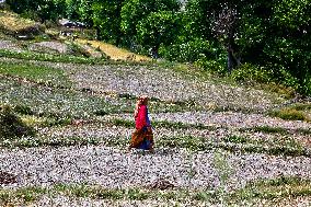 Daily Life In The Sainji Village