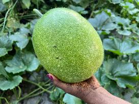 Agriculture In Canada - Ash Gourd