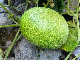 Agriculture In Canada - Ash Gourd