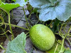 Agriculture In Canada - Ash Gourd