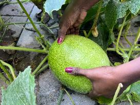 Agriculture In Canada - Ash Gourd