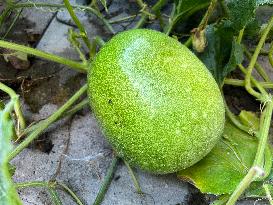 Agriculture In Canada - Ash Gourd