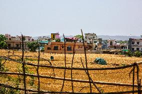 Wheat Fields In India