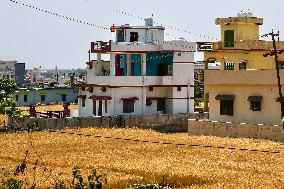 Wheat Fields In India