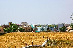 Wheat Fields In India