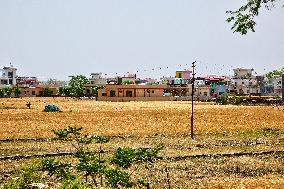 Wheat Fields In India