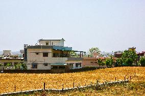 Wheat Fields In India