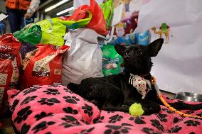 Dogs Rescued By The STCMetro Of Mexico City, Help The Three Wise Men Collect Letters From Girls And Boys