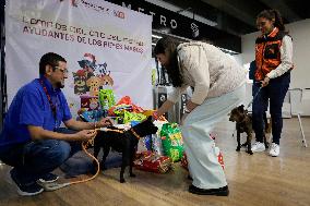 Dogs Rescued By The STCMetro Of Mexico City, Help The Three Wise Men Collect Letters From Girls And Boys