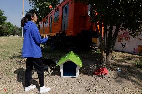 Dogs Rescued By The STCMetro Of Mexico City, Help The Three Wise Men Collect Letters From Girls And Boys