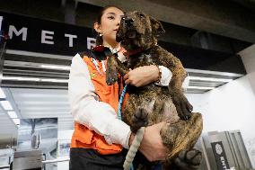 Dogs Rescued By The STCMetro Of Mexico City, Help The Three Wise Men Collect Letters From Girls And Boys