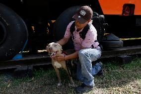 Dogs Rescued By The STCMetro Of Mexico City, Help The Three Wise Men Collect Letters From Girls And Boys