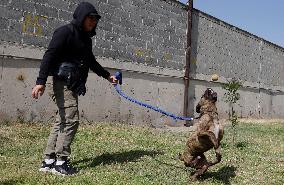 Dogs Rescued By The STCMetro Of Mexico City, Help The Three Wise Men Collect Letters From Girls And Boys