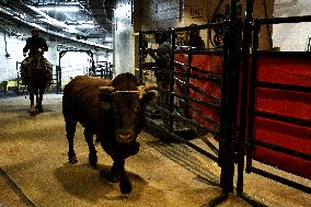 Pro Bull Riders: Unleash The Beast - New York City