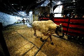 Pro Bull Riders: Unleash The Beast - New York City